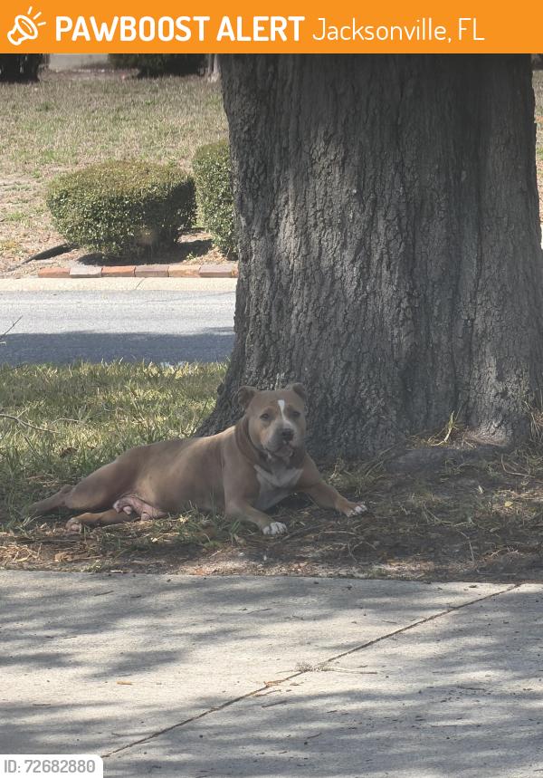 Found/Stray Female Dog last seen Confederate point and la moya, Jacksonville, FL 32210