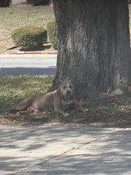 Found/Stray Female Dog last seen Confederate point and la moya, Jacksonville, FL 32210