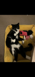 Lost Female Cat last seen Ashurst Drive , Surrey, England TW17 0JH