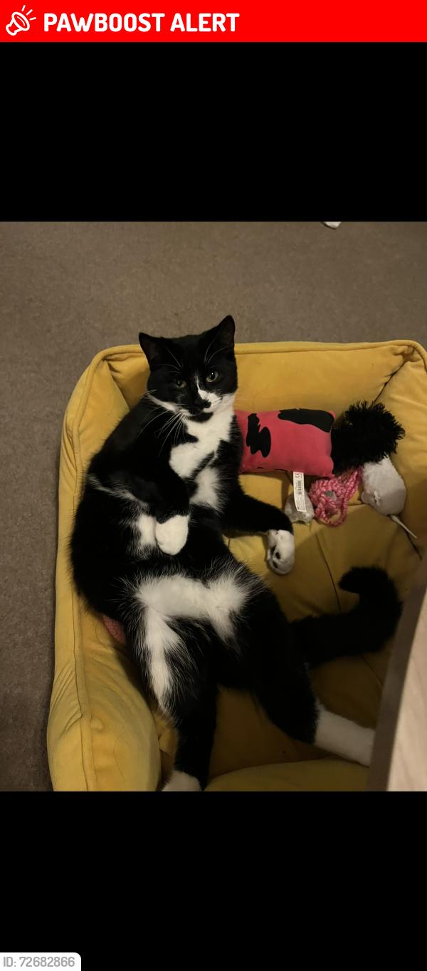 Lost Female Cat last seen Ashurst Drive , Surrey, England TW17 0JH