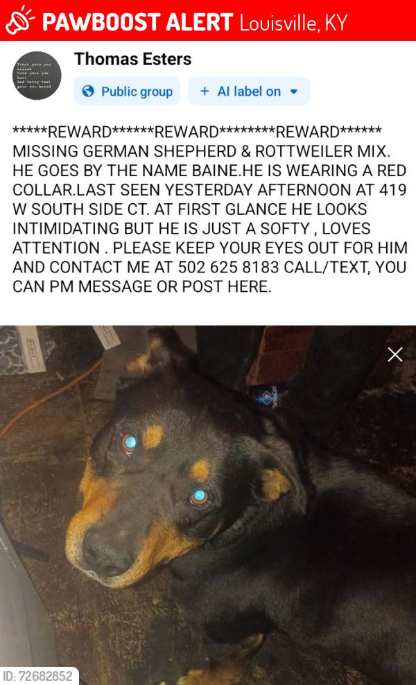 Lost Male Dog last seen W Southside Court Louisville KY 40214, Louisville, KY 40214