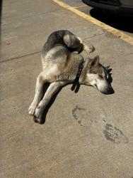 Found/Stray Male Dog last seen Near , Livingston, TX 77351
