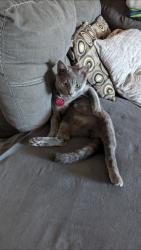 Lost Male Cat last seen 9th and 10th st, Winfield, KS 67156