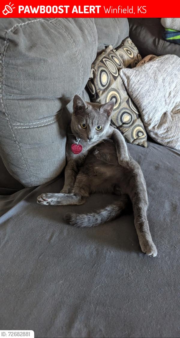 Lost Male Cat last seen 9th and 10th st, Winfield, KS 67156