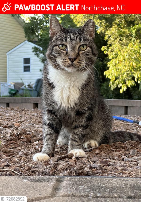 Lost Male Cat last seen Near Lakemoor pond, Northchase, NC 28405