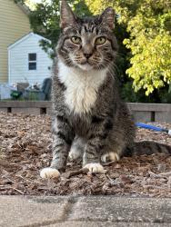 Lost Male Cat last seen Near Lakemoor pond, Northchase, NC 28405