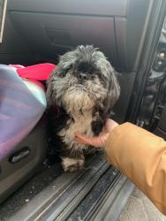 Found/Stray Unknown Dog last seen By Marin and Christopher Columbus , Jersey City, NJ 07302