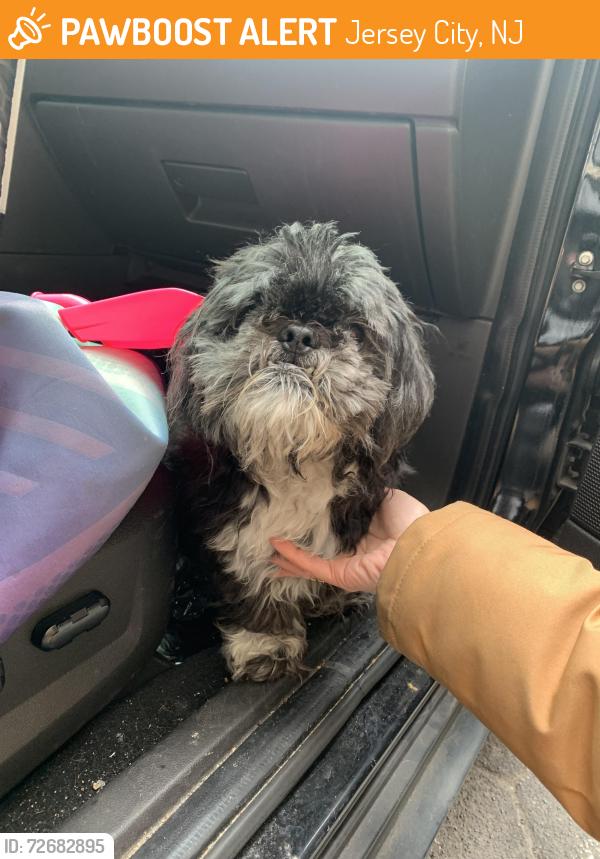 Found/Stray Unknown Dog last seen By Marin and Christopher Columbus , Jersey City, NJ 07302