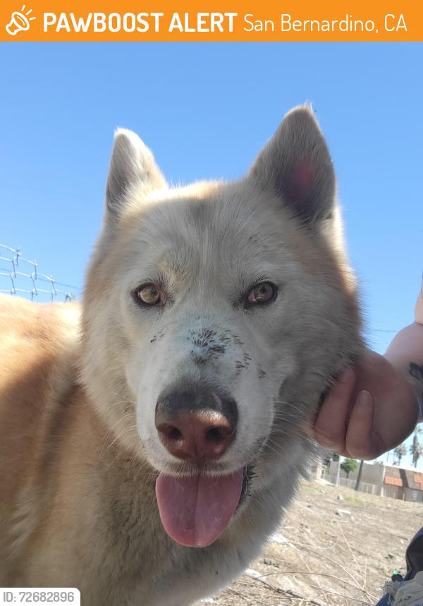 Found/Stray Unknown Dog last seen 8th and D, San Bernardino, CA 92401