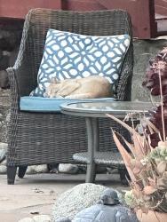 Found/Stray Unknown Cat last seen Mountain Ave, Upland, CA 91785