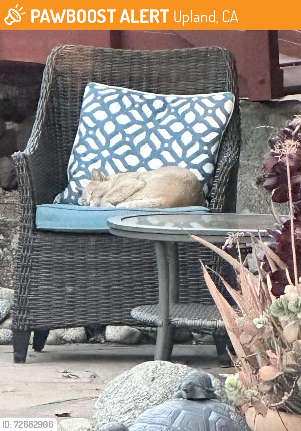Found/Stray Unknown Cat last seen Mountain Ave, Upland, CA 91785