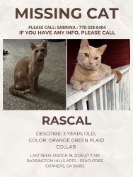 Lost Male Cat last seen Chelsea Park Lane , Norcross, GA 30092