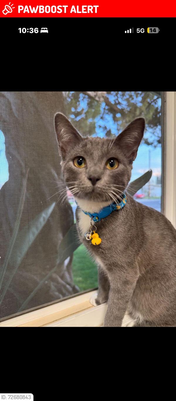 Lost Male Cat last seen Casselman dr, West Sacramento , West Sacramento, CA 95605
