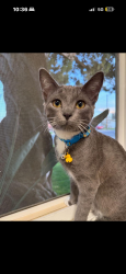 Lost Male Cat last seen Casselman dr, West Sacramento , West Sacramento, CA 95605