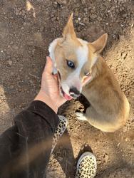 Found/Stray Female Dog last seen S Independence & SW 53rd , Oklahoma City, OK 73119