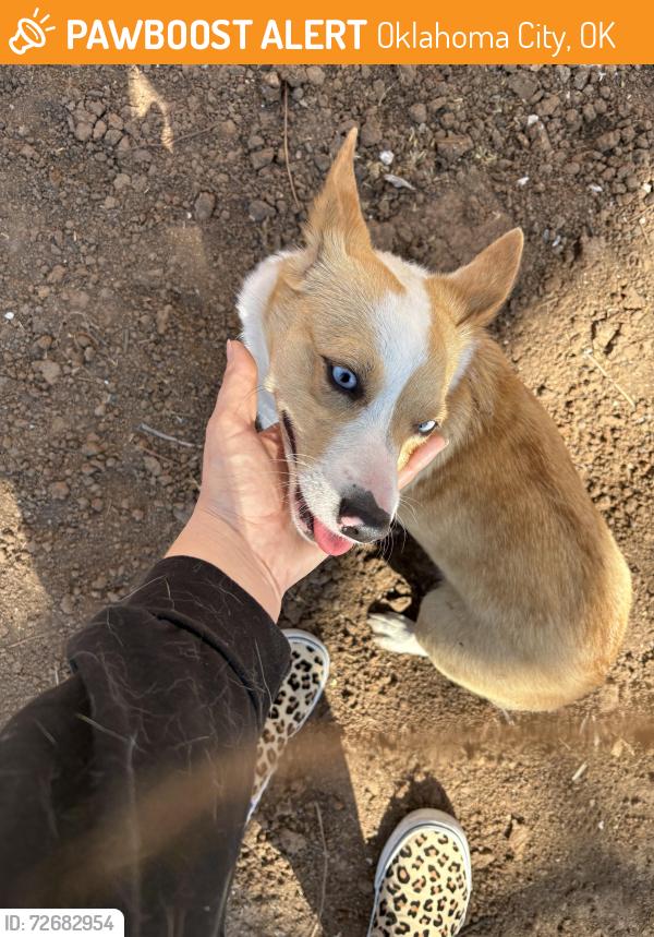 Found/Stray Female Dog last seen S Independence & SW 53rd , Oklahoma City, OK 73119
