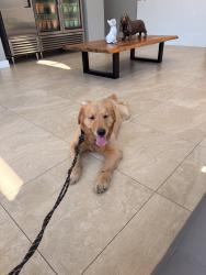 Found/Stray Male Dog last seen SW 5th Street, HALNDLE BCH, FL 33009