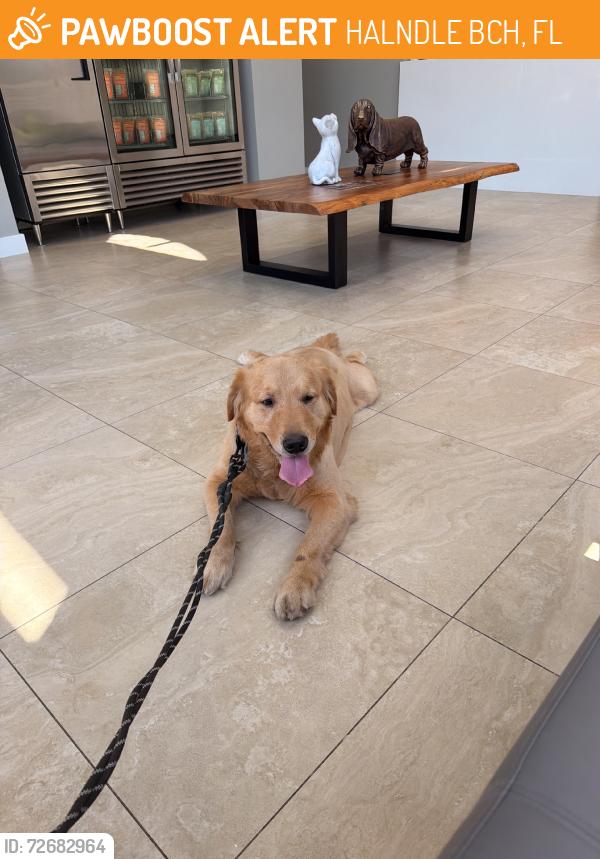 Found/Stray Male Dog last seen SW 5th Street, HALNDLE BCH, FL 33009