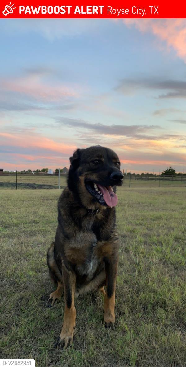Lost Male Dog last seen Waterscape, Royse City, TX 75189