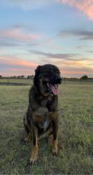 Lost Male Dog last seen Waterscape, Royse City, TX 75189