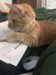 Lost Female Cat last seen Woods Chapel Road and Beechwood Dr, Lee's Summit, MO 64064