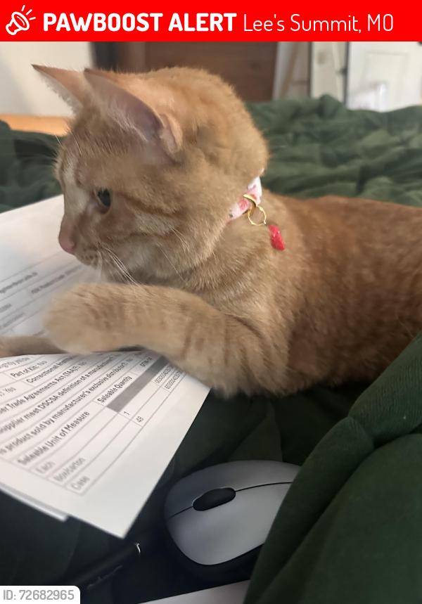 Lost Female Cat last seen Woods Chapel Road and Beechwood Dr, Lee's Summit, MO 64064
