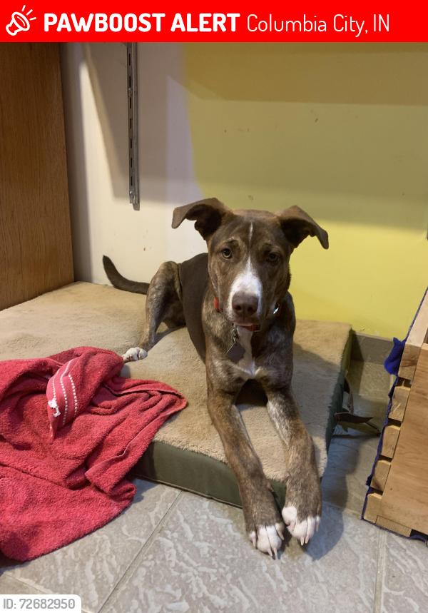 Lost Female Dog last seen Fancy feet dog grooming 1.6 miles from highway 30 and W Lincolnway, Columbia City, IN 46725