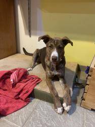 Lost Female Dog last seen Fancy feet dog grooming 1.6 miles from highway 30 and W Lincolnway, Columbia City, IN 46725