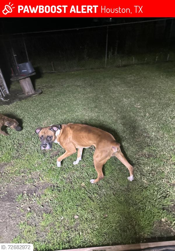 Lost Male Dog last seen Wilcrest and Sela ln, Houston, TX 77072
