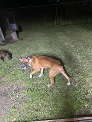Lost Male Dog last seen Wilcrest and Sela ln, Houston, TX 77072