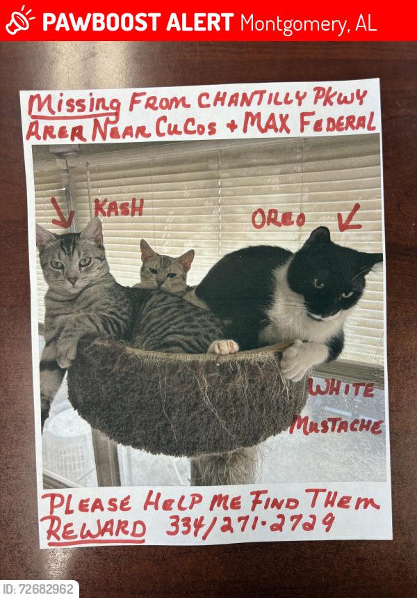 Lost Male Cat last seen Partners for Pets by Guardian Credit Union, Montgomery, AL 36117