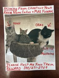 Lost Male Cat last seen Partners for Pets by Guardian Credit Union, Montgomery, AL 36117