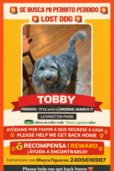 Lost Male Dog last seen Estados unidos, Lexington Park, MD 20653