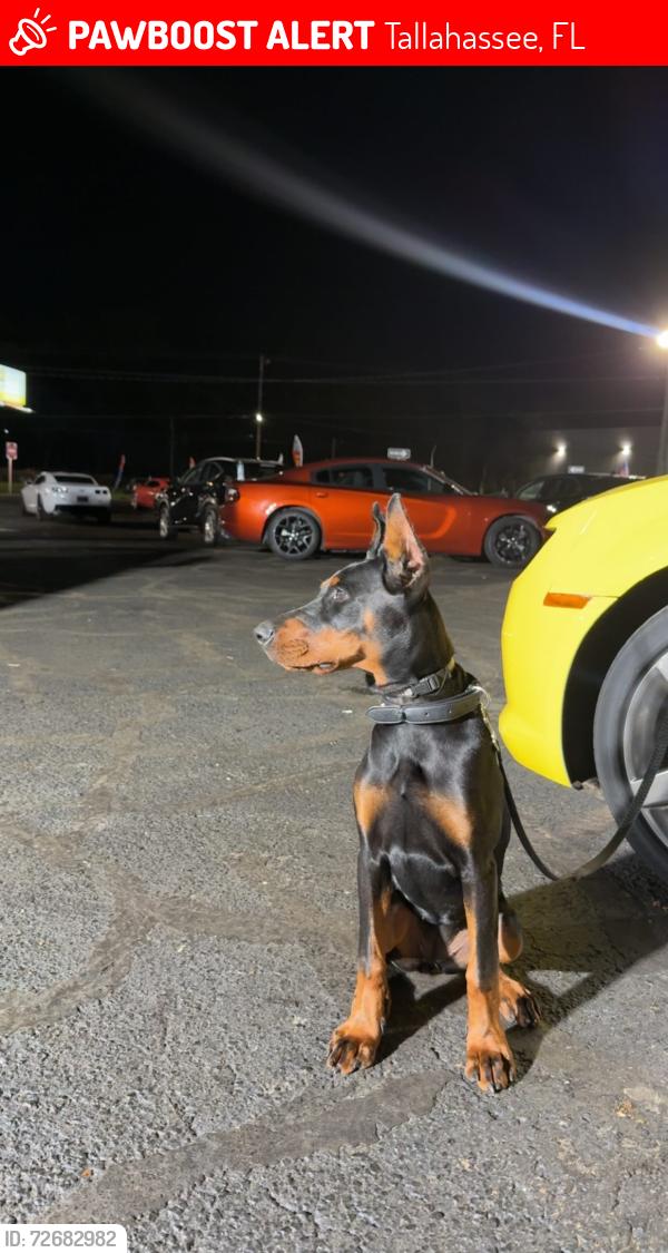 Lost Female Dog last seen Near W Tennessee St Tallahassee, FL  32304 United States, Tallahassee, FL 32304