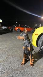 Lost Female Dog last seen Near W Tennessee St Tallahassee, FL  32304 United States, Tallahassee, FL 32304