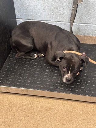 Shelter Stray Female Dog last seen Near Cedar Ridge Trail Stone Mountain, 30083, 30083, GA, Atlanta, GA 30341