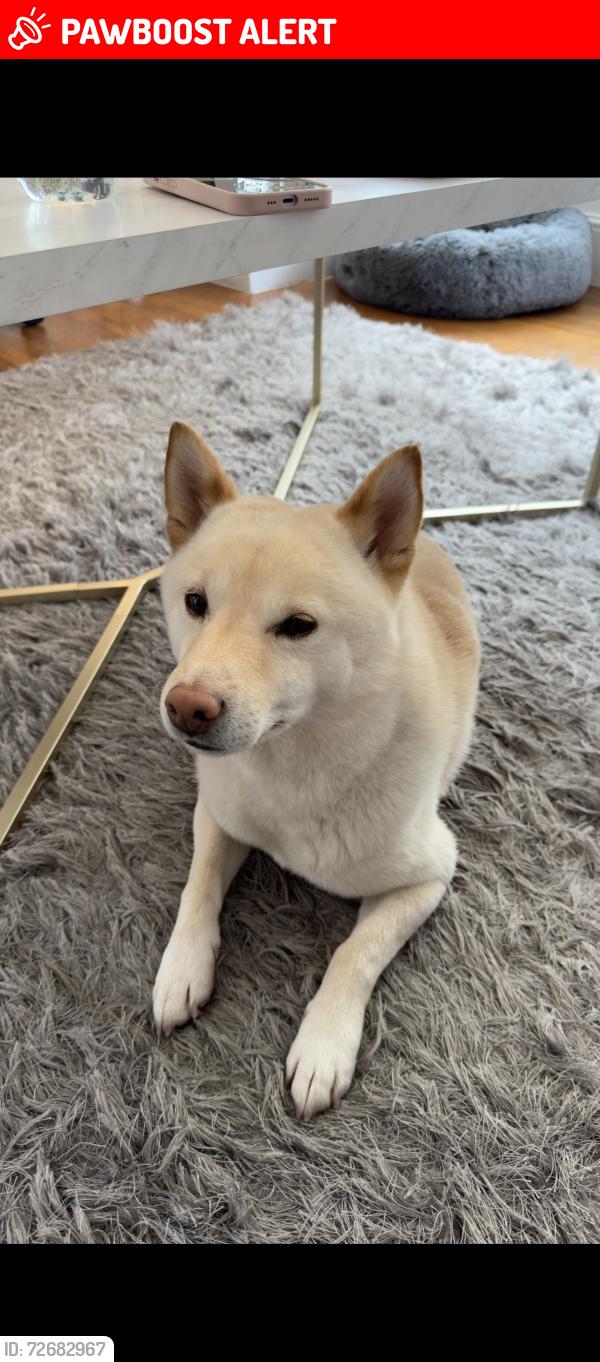 Lost Male Dog last seen Regents Park, Greater London, England NW1