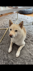 Lost Male Dog last seen Regents Park, Greater London, England NW1