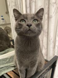 Lost Male Cat last seen Trails apmt , Ridgefield, WA 98642