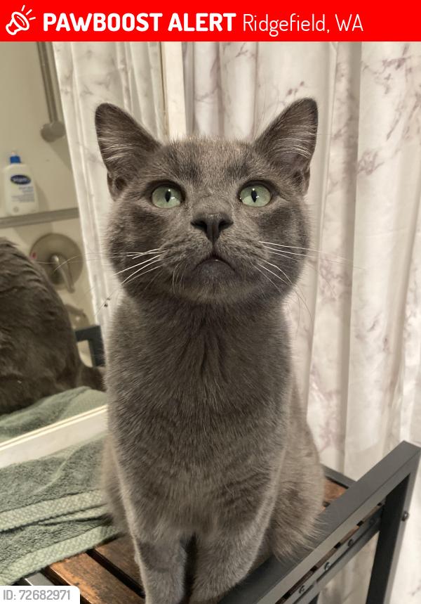 Lost Male Cat last seen Trails apmt , Ridgefield, WA 98642