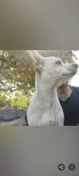 Lost Female Dog last seen Union Pacific and herbert, Commerce, CA 90023