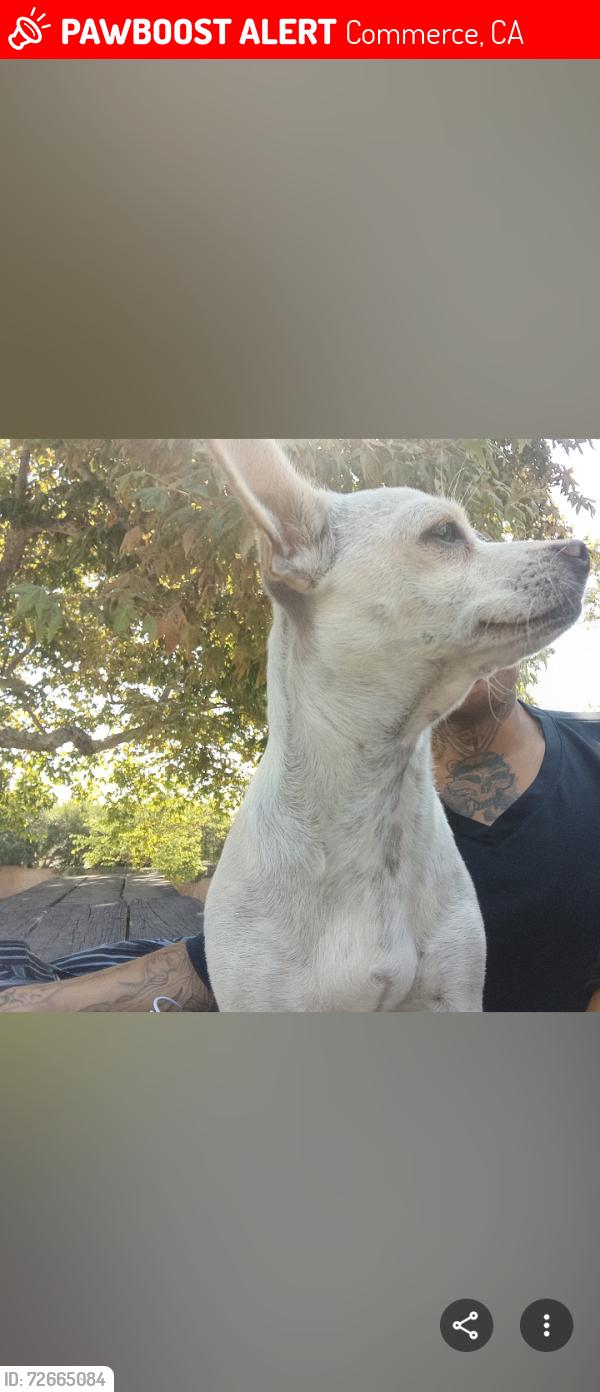 Lost Female Dog last seen Union Pacific and herbert, Commerce, CA 90023