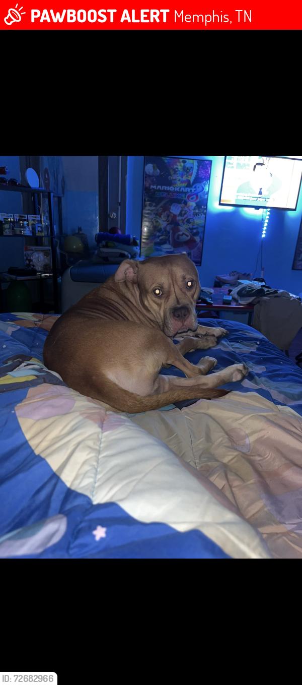 Lost Male Dog last seen Walgreens , Memphis, TN 38018