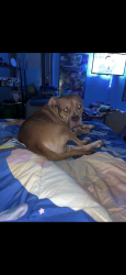 Lost Male Dog last seen Walgreens , Memphis, TN 38018
