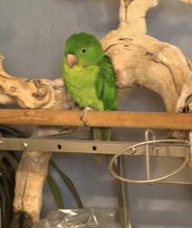 Lost Unknown Bird last seen 43rd Ave and Grover’s, Glendale, AZ 85308