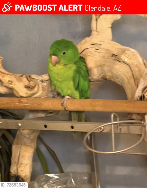Lost Unknown Bird last seen 43rd Ave and Grover’s, Glendale, AZ 85308