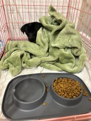 Found/Stray Female Dog last seen Waterstone crest drive , Harris County, TX 77449