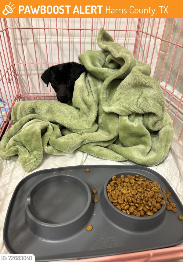 Found/Stray Female Dog last seen Waterstone crest drive , Harris County, TX 77449
