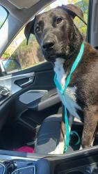 Found/Stray Male Dog last seen Westheimer and Vineyard Dr, Houston, TX 77082