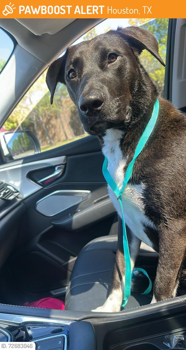 Found/Stray Male Dog last seen Westheimer and Vineyard Dr, Houston, TX 77082